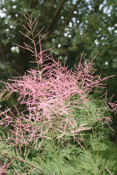 Kaspische Tamariske (<i>Tamarix ramosissima</i>)